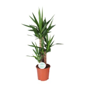 Yucca – makkelijke kamerplant met sierlijke bladeren – ±21 cm