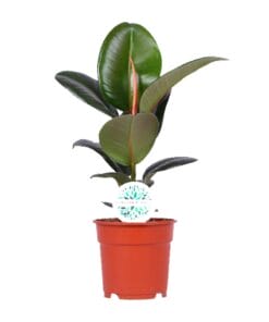 Ficus Elastica Robusta - Ø17Cm - ↕55Cm