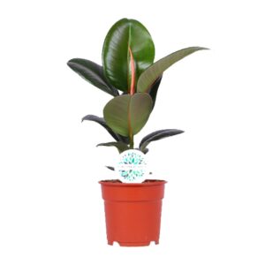 Ficus Elastica Robusta – robuuste rubberboom – ±17 cm