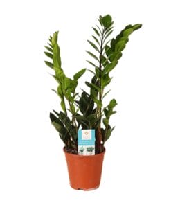 Zamioculcas Zamiifolia - Ø14Cm - ↕45Cm