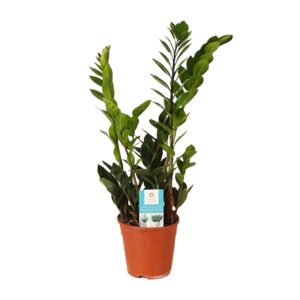 Zamioculcas – onderhoudsarme kamerplant voor weinig licht – ±14 cm