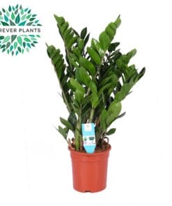 Zamioculcas Zamiifolia - Ø21Cm - ↕95Cm