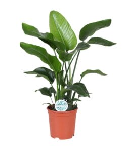 Strelitzia Nicolai - Ø21Cm - ↕80Cm