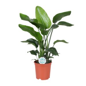 Strelitzia nicolai – Reuzenparadijsvogelbloem – tropische kamerplant – ±21 cm