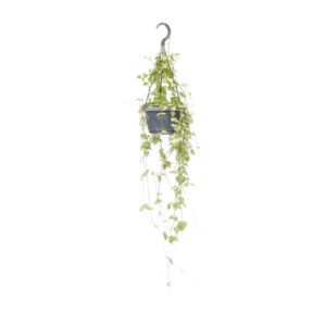 Ceropegia linearis 'Iris' – Hartjesplant – hangende ranken – ±14 cm