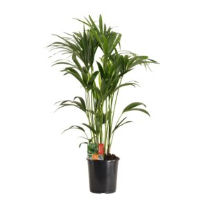 Kentia-palm (Howea forsteriana) – elegante kamerpalm – ±24 cm