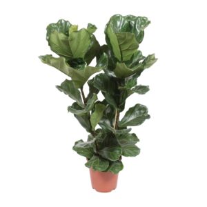 Ficus lyrata – vioolbladficus – grote vioolbladvormige bladeren – ±27 cm