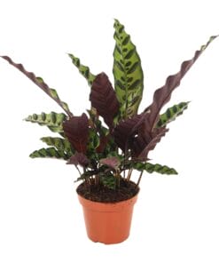 Calathea Insignis - Ø12Cm - ↕50Cm