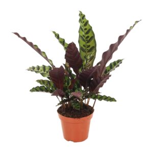 Calathea Insignis (Ratelslangplant) – opvallend lancetvormig blad – ±12 cm