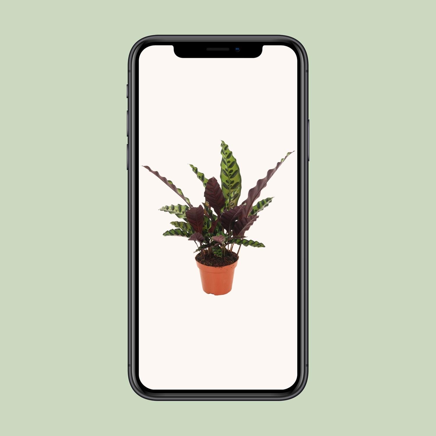 Calathea Insignis - Ø12Cm - ↕50Cm - Afbeelding 4