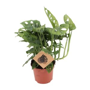 Monstera Monkey Leaf – compacte gatenplant voor indirect licht – ±12 cm