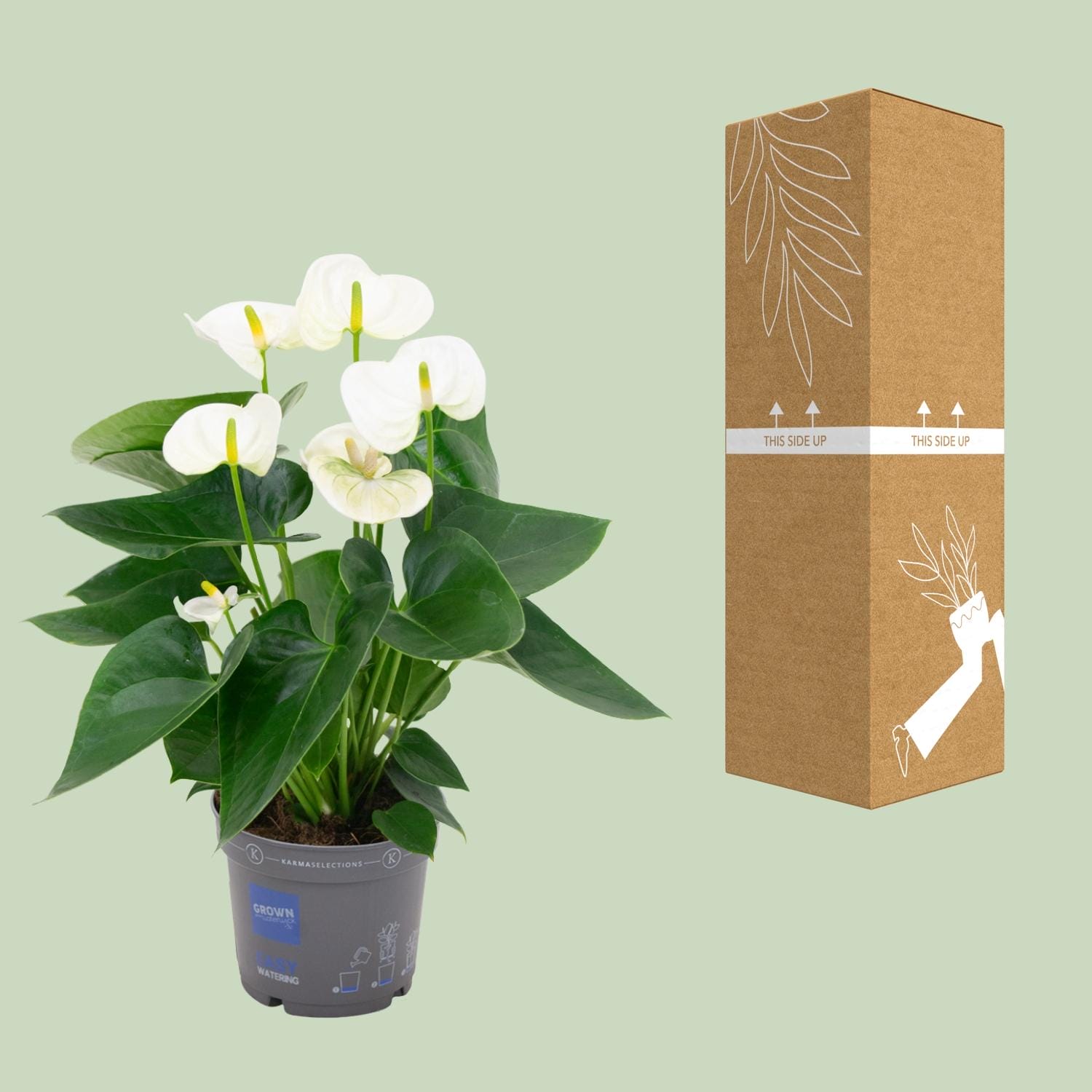 Anthurium White - Ø12Cm - ↕43Cm - Afbeelding 3