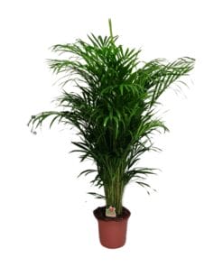 Dypsis Lutescens - Ø24Cm - ↕125Cm