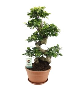 Ficus Ginseng - Ø27Cm - ↕70Cm