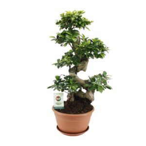 Ficus Ginseng – bonsai-look kamerplant met dikke wortelbasis – ±27 cm