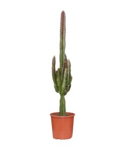 Euphorbia Trigona Rubra - Ø17Cm - ↕70Cm