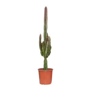 Euphorbia Trigona Rubra – roodstammige Afrikaanse Melkboom – ±17 cm