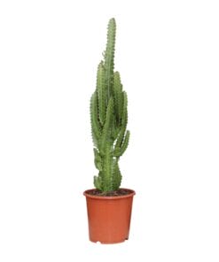 Euphorbia Trigona - Ø17Cm - ↕70Cm