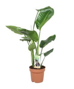 Strelitzia Nicolai - Ø17Cm - ↕60Cm