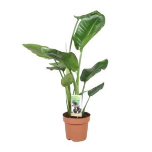 Strelitzia nicolai – tropische kamerplant met bananenachtige bladeren – ±17 cm