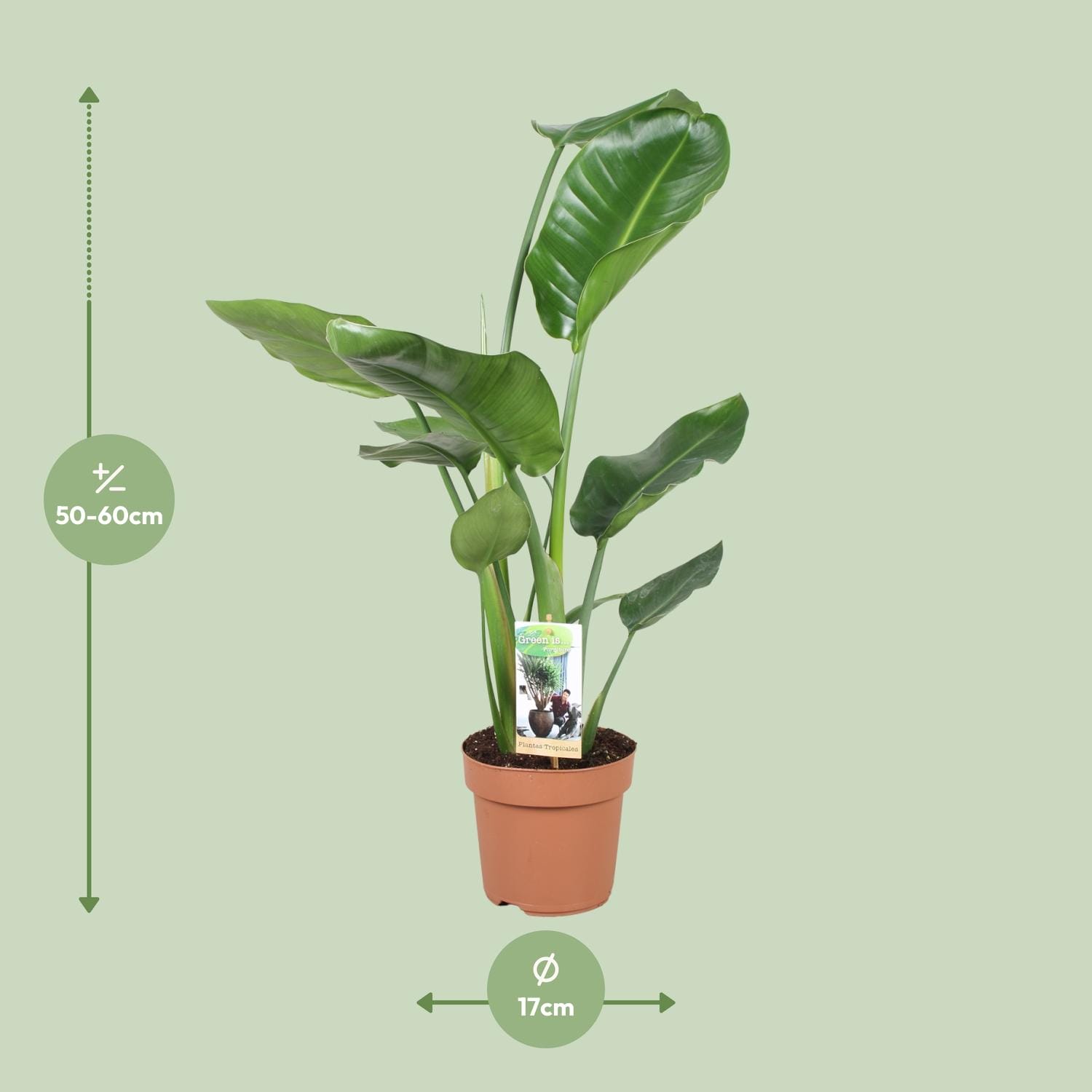 Strelitzia Nicolai - Ø17Cm - ↕60Cm - Afbeelding 2