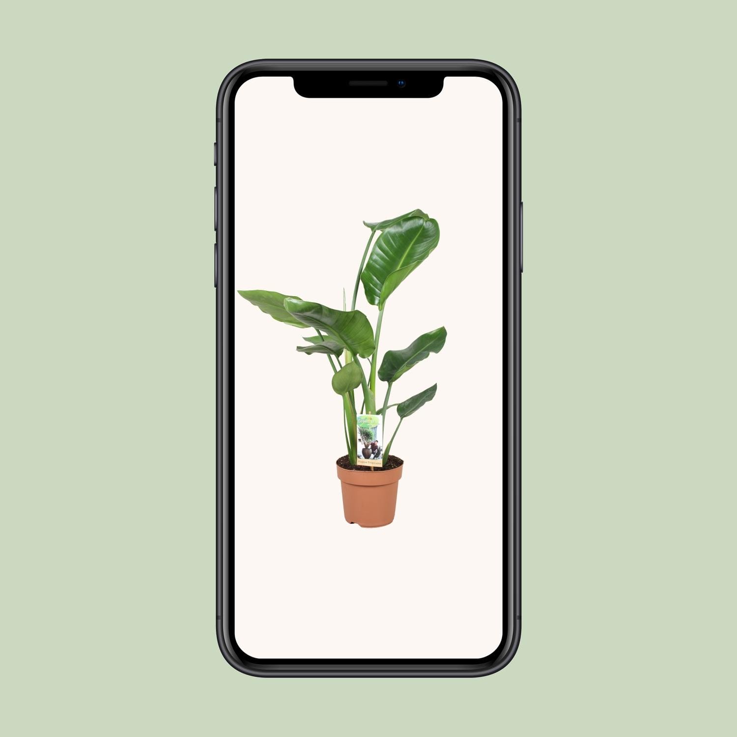 Strelitzia Nicolai - Ø17Cm - ↕60Cm - Afbeelding 4