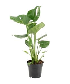 Monstera Deliciosa - Ø17Cm - ↕60Cm