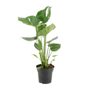 Monstera – Gatenplant – iconische kamerplant met ingesneden blad – ±17 cm