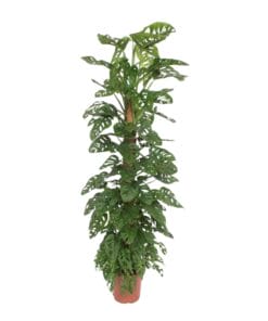 Monstera Monkey Leaf Mosstok - 170 Cm - Ø27