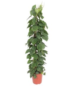 Philodendron Scandens Gaasrek - 150 Cm - Ø27