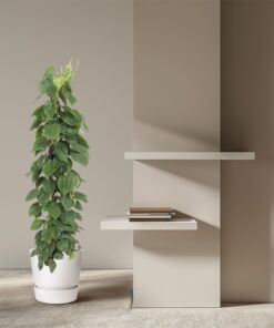 Philodendron klimplant op gaasrek – grote kamerplant met klimsteun – pot 27 cm, ±150 cm - Afbeelding 4