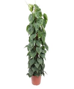 Philodendron Scandens Mosstok - 150 Cm - Ø27