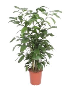 Caryota Mitis - 140 Cm - Ø27