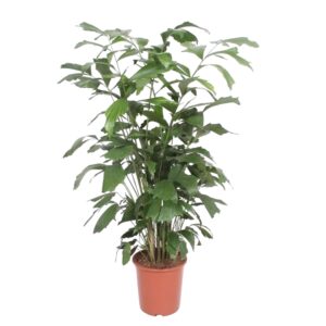Vissenstaartpalm (Caryota mitis) – grote kamerpalm – pot 27 cm, ±140 cm