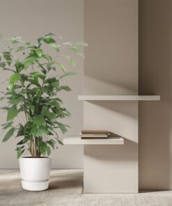 Vissenstaartpalm (Caryota mitis) – grote kamerpalm – pot 27 cm, ±140 cm - Afbeelding 4