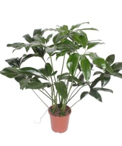 Philodendron Green Wonder - 120 Cm - Ø24