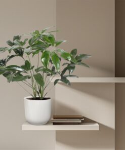 Philodendron Green Wonder – grote kamerplant – pot 24 cm, ±120 cm - Afbeelding 4