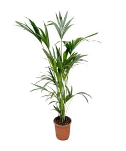 Kentia Palm - 160Cm - Ø24