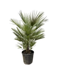 Chamaerops Humilis - 150Cm- Ø30