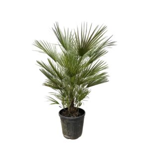 Europese dwergpalm (Chamaerops humilis) – enige palm van oorsprong – pot 30 cm, ±150 cm