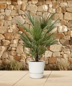Europese dwergpalm (Chamaerops humilis) – enige palm van oorsprong – pot 30 cm, ±150 cm - Afbeelding 4