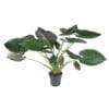 Alocasia Wentii - 120 Cm - Ø32