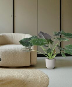 Alocasia Wentii – grote kamerplant met paarse bladonderkant – pot 32 cm, ±120 cm - Afbeelding 4