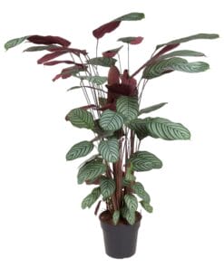 Calathea Oppenheimiana - 130 Cm - Ø27