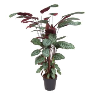 Calathea Oppenheimiana – grote kamerplant met paarse bladonderkant – pot 27 cm, ±130 cm
