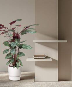 Calathea Oppenheimiana – grote kamerplant met paarse bladonderkant – pot 27 cm, ±130 cm - Afbeelding 4