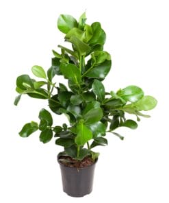 Clusia Rosea - 110 Cm - Ø24