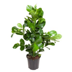 Clusia Rosea – robuuste kamerplant met leerachtig blad – pot 24 cm, ±110 cm