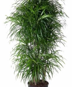 Dracaena Anita Vertakt - 160 Cm - Ø34