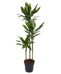 Dracaena Cintho - 160 Cm - Ø24